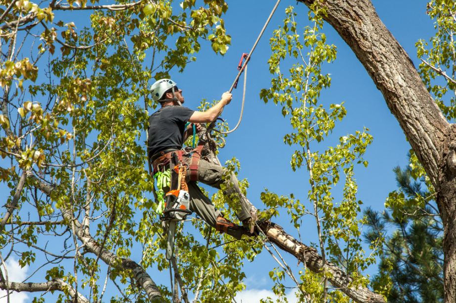 Tree Service Business: 2018 cash flow is up 100%